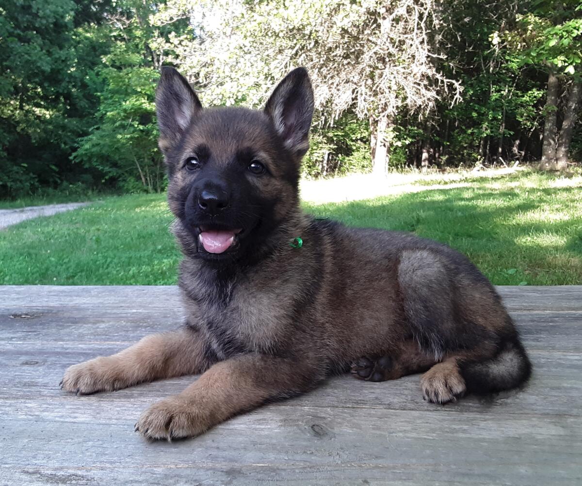 8 week old german shepherd puppy for sale